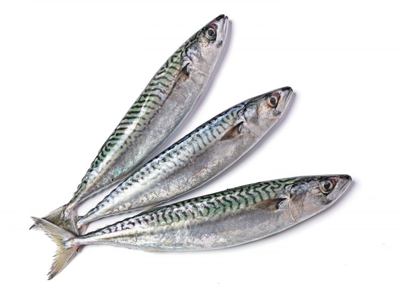 Sardinha/Manjuas - Clupeidae